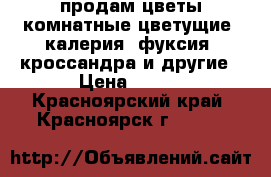продам:цветы комнатные цветущие: калерия, фуксия, кроссандра и другие › Цена ­ 250 - Красноярский край, Красноярск г.  »    